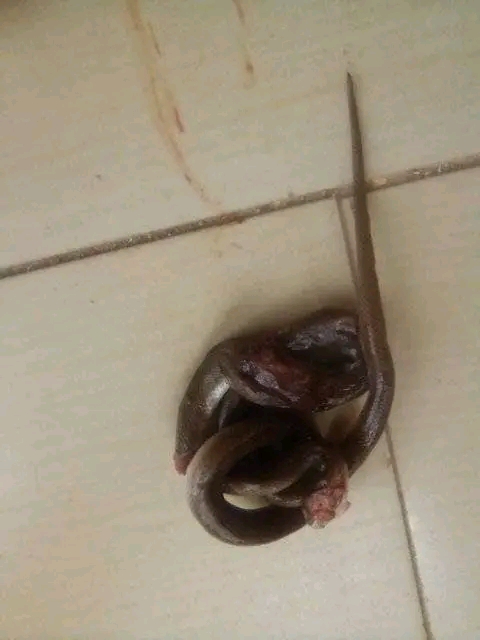 Nigerian Lady Appreciates God For Saving Her Life After Finding Two Snakes In Her Bedroom And Escaping Robbery Attack